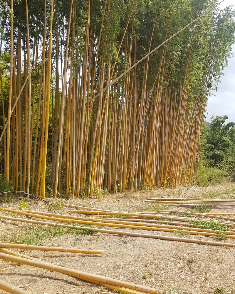Laure Julien - Photo Antonin Bonnet